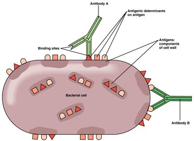 Antigenic determinants on a bacterial cell