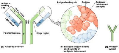 Antibody structure and antigen binding