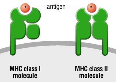 MHC class I and II molecules