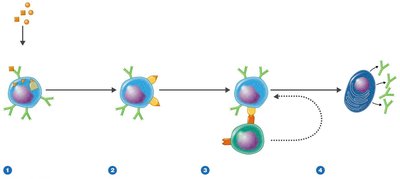 Activation of B cells to produce antibodies