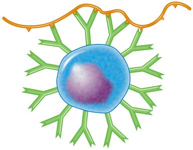 T-independent antigen activation of B cells