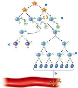 Clonal selection and differentiation of B cells