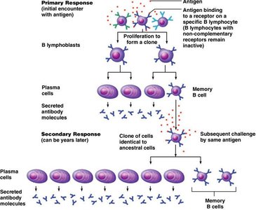 Primary and secondary antibody responses