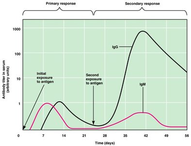 Antibody titer in serum over time