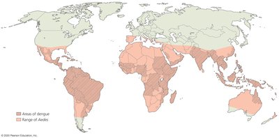 Dengue fever rash