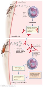 Dengue and dengue hemorrhagic fever mechanism