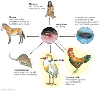 Hosts and transmission of equine encephalitis and West Nile virus
