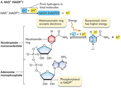 NADH electron transfer diagram