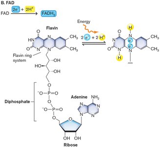 FADH2 electron transfer diagram