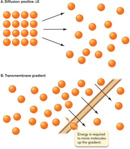 Diffusion and transmembrane gradient diagram