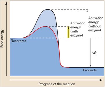 Activation energy diagram