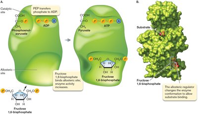 Enzyme allosteric regulation diagram