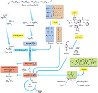 Complex carbon sources for catabolism diagram