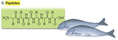 Peptides diagram
