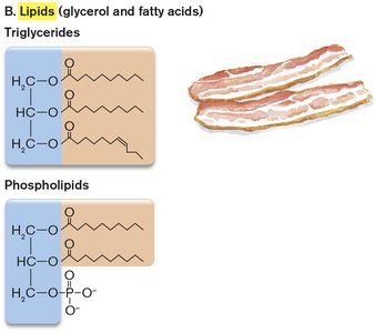Lipids diagram