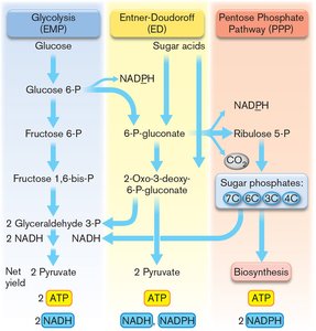 Glucose to pyruvate pathways diagram