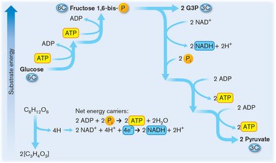 EMP pathway diagram