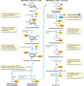 EMP pathway steps diagram