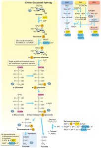 Entner-Doudoroff pathway diagram