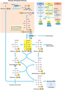 Pentose phosphate pathway diagram