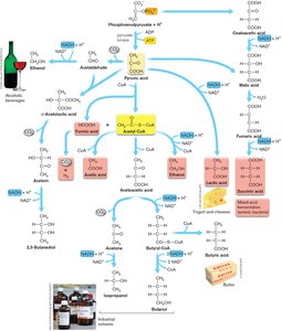Fermentation pathways diagram