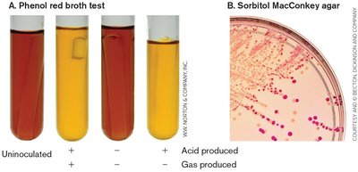 Fermentation diagnostic tests