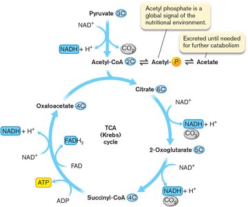 TCA cycle diagram