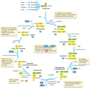 TCA cycle steps diagram