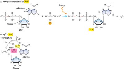 ATP phosphorylation diagram