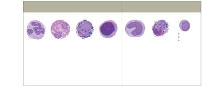 Granulocytes and agranulocytes