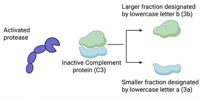 Complement activation pathways