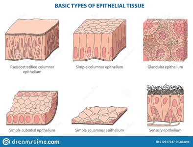 Types of epithelial tissue