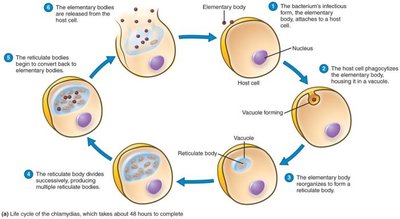 Life cycle of Chlamydia: elementary body, reticulate body, and host cell interactions