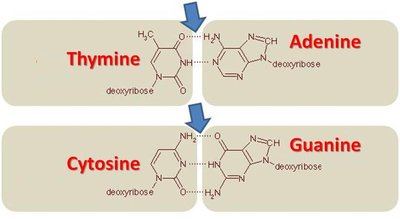Base pairing in DNA: Thymine-Adenine and Cytosine-Guanine