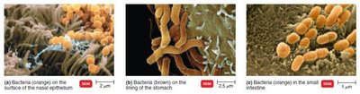 Bacteria on nasal epithelium, stomach lining, and small intestine