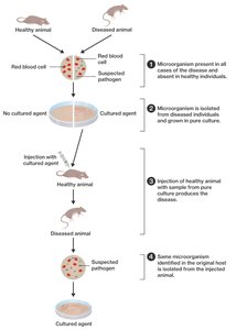 Koch's postulates diagram
