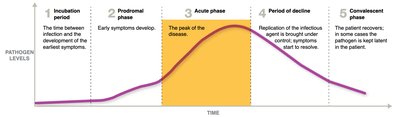 Stages of infectious disease progression