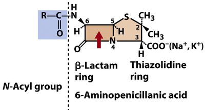 Penicillin structure and N-acyl group