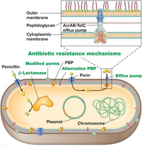 Antibiotic resistance mechanisms in a bacterial cell
