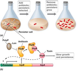Steps to dormancy and persistence