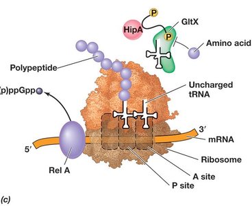 Stringent response and translation inhibition