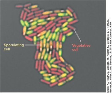 Selection for resistant bacteria