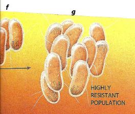 Evolution of highly resistant bacterial populations