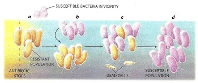 Population dynamics after antibiotic exposure