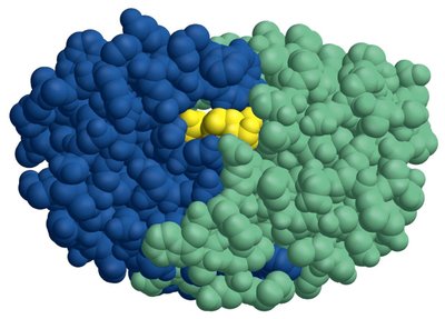 Structure of HIV protease