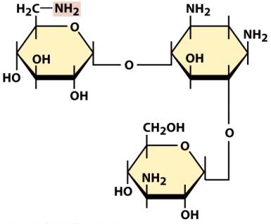 Structure of an aminoglycoside antibiotic