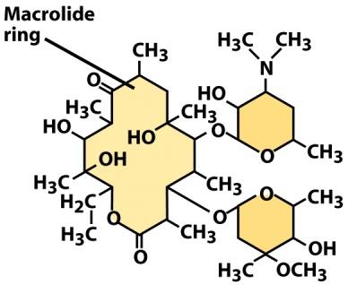 Structure of a macrolide antibiotic