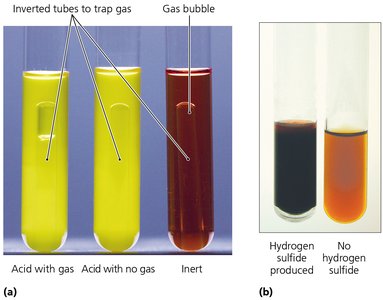 Biochemical test tubes showing different reactions