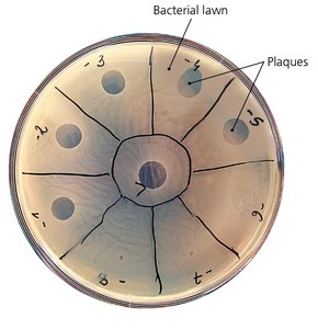Phage typing plate with plaques