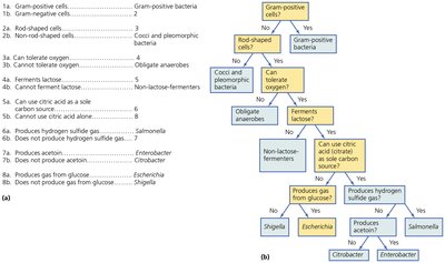 Dichotomous key flowchart